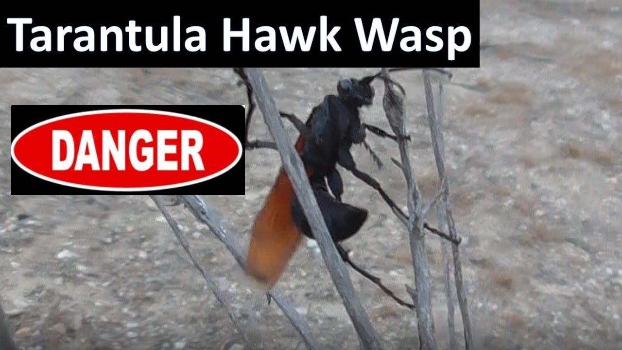 Tarantula Hawk Wasp short documentary - This guy hurts! (Hemipepsis ustulata)
