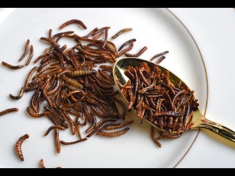 Taste testing  edible bugs