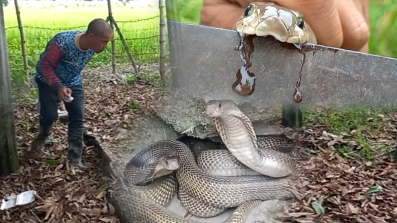 TATLONG COBRA KINATATAKUTAN SA ILALIM NG PUNO | JTG Kamandag