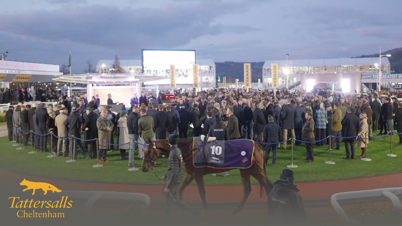 Tattersalls Cheltenham Festival Sale Review 2025