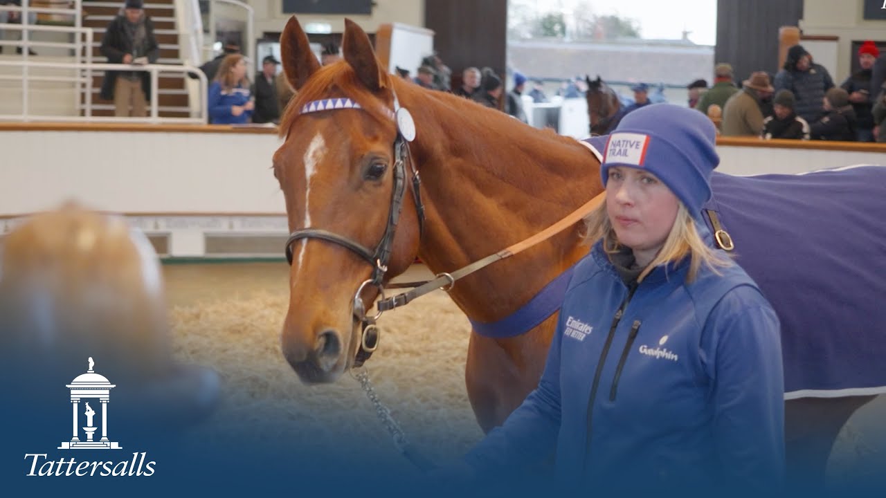 Tattersalls February Sale 2025 Review