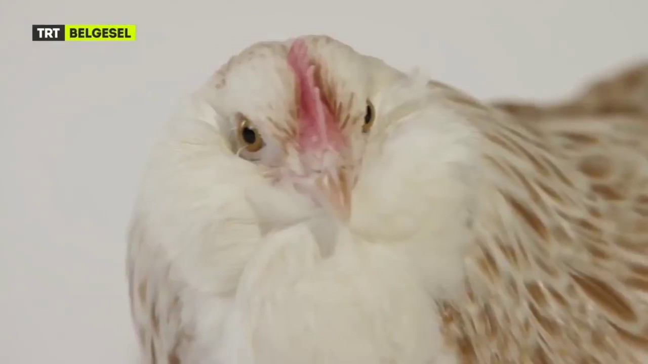 Tavukların O Kadar Çok Çeşidi Var ki...
