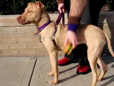 Tawny-Available at the Humane Society of Missouri