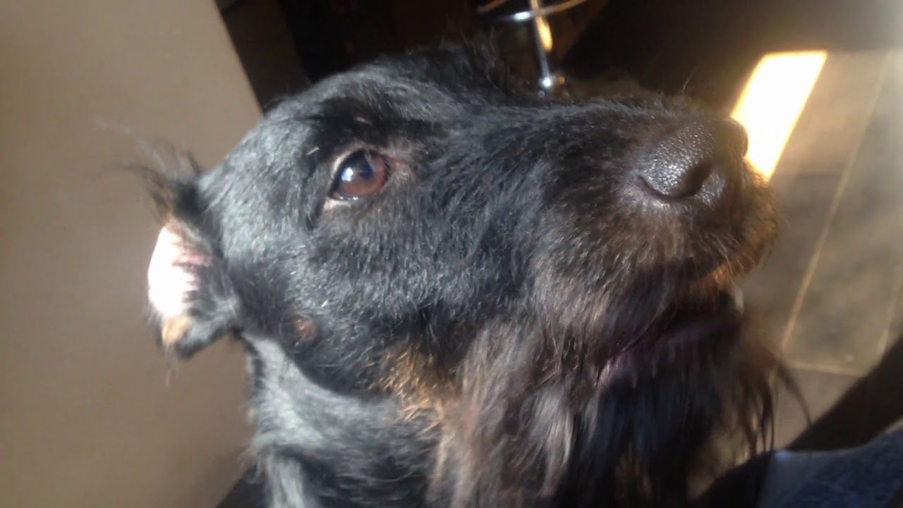 Taz - jagdterrier