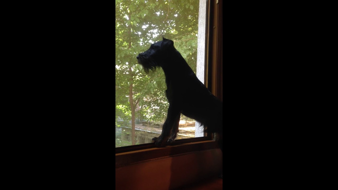 Taz the jagdterrier