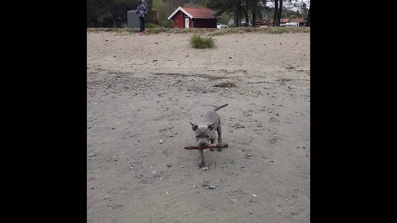 Teaching Staffordshire Bull Terrier Pup To FETCH Stick. Amazing! ( Staffy Training )