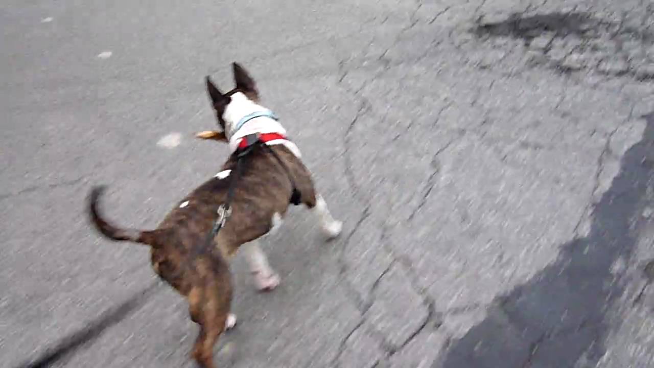 Teddy, mini bull terrier, taking his stick for a walk