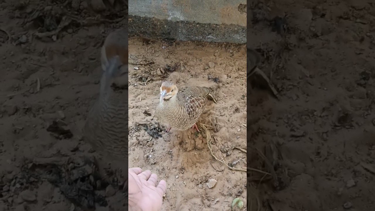 teetar bird song #teetarsound #teetar #video