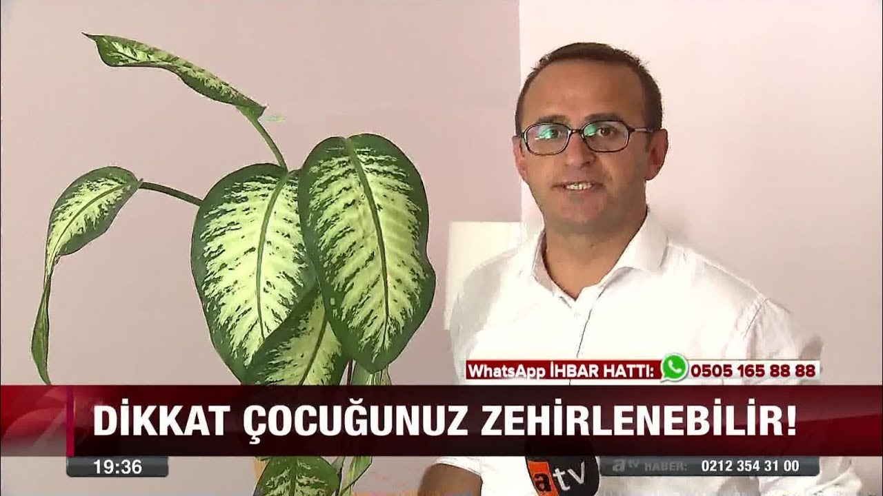 Tehlikenin Adı: Ağlayan Çiçek - 7 Ağustos 2017