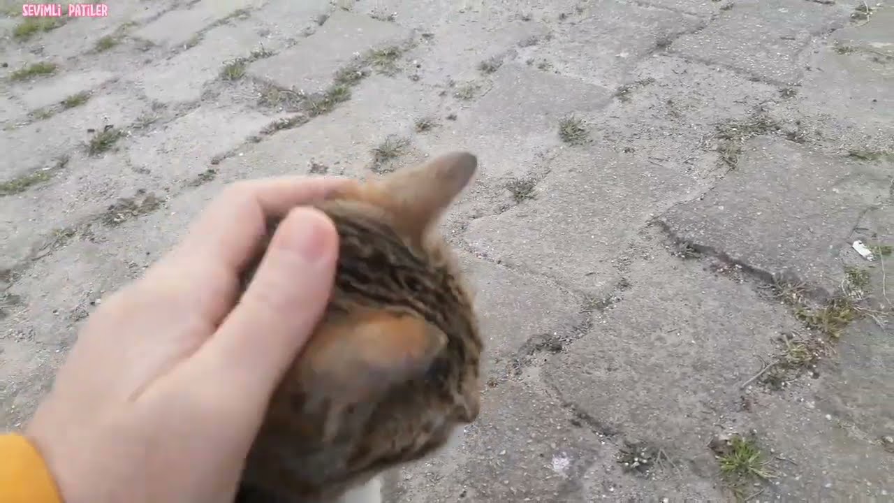 Tekir Kedi Başka Kedileri Sevmemizi İstemiyor(Kıskanç Tekir Kedi)#kediler