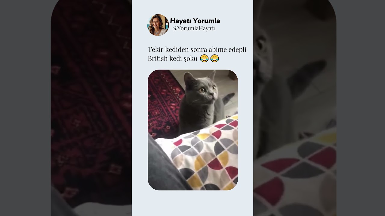Tekir kediden sonra abime edepli British kedi şoku 😂😂 #kedi #sevimli #mama