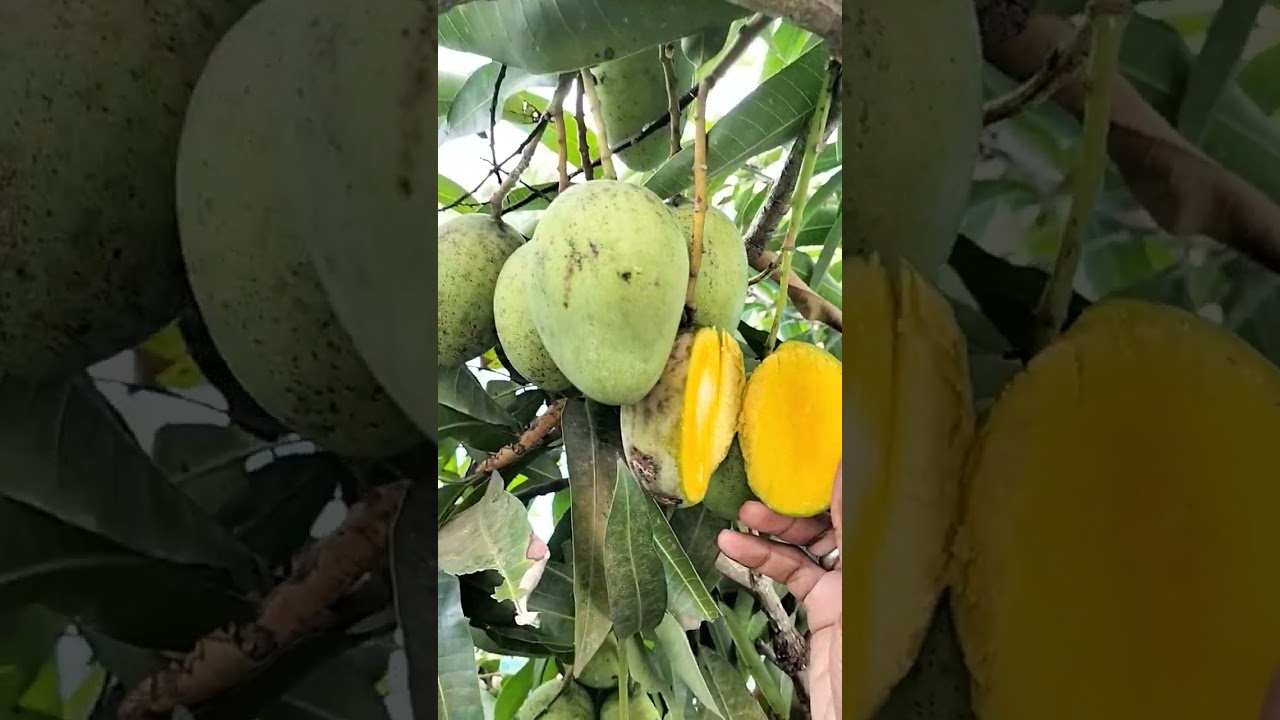 Telanjang!!! Naked!!! Mangga Telanjang!!! Naked Mango!!!