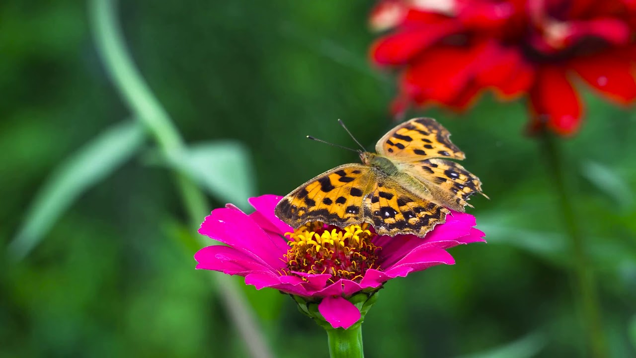 Telifsiz UltraHD #4K Ücretsiz Video #UHD #FHD #HD #UltraHd #FullHD
