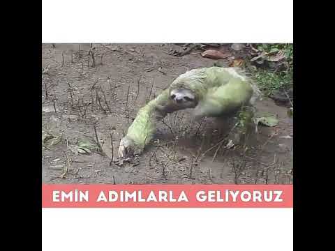 TEMBEL HAYVAN 😉