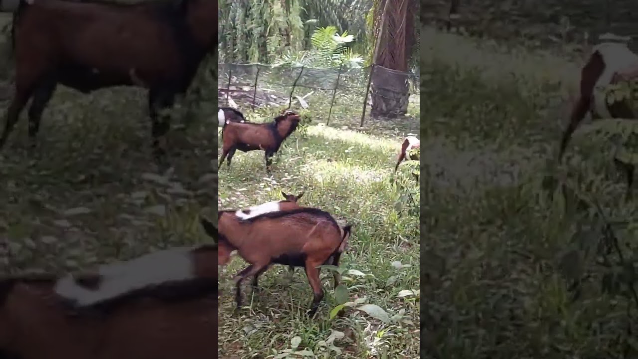 Ternak Kambing Kacang#shorts