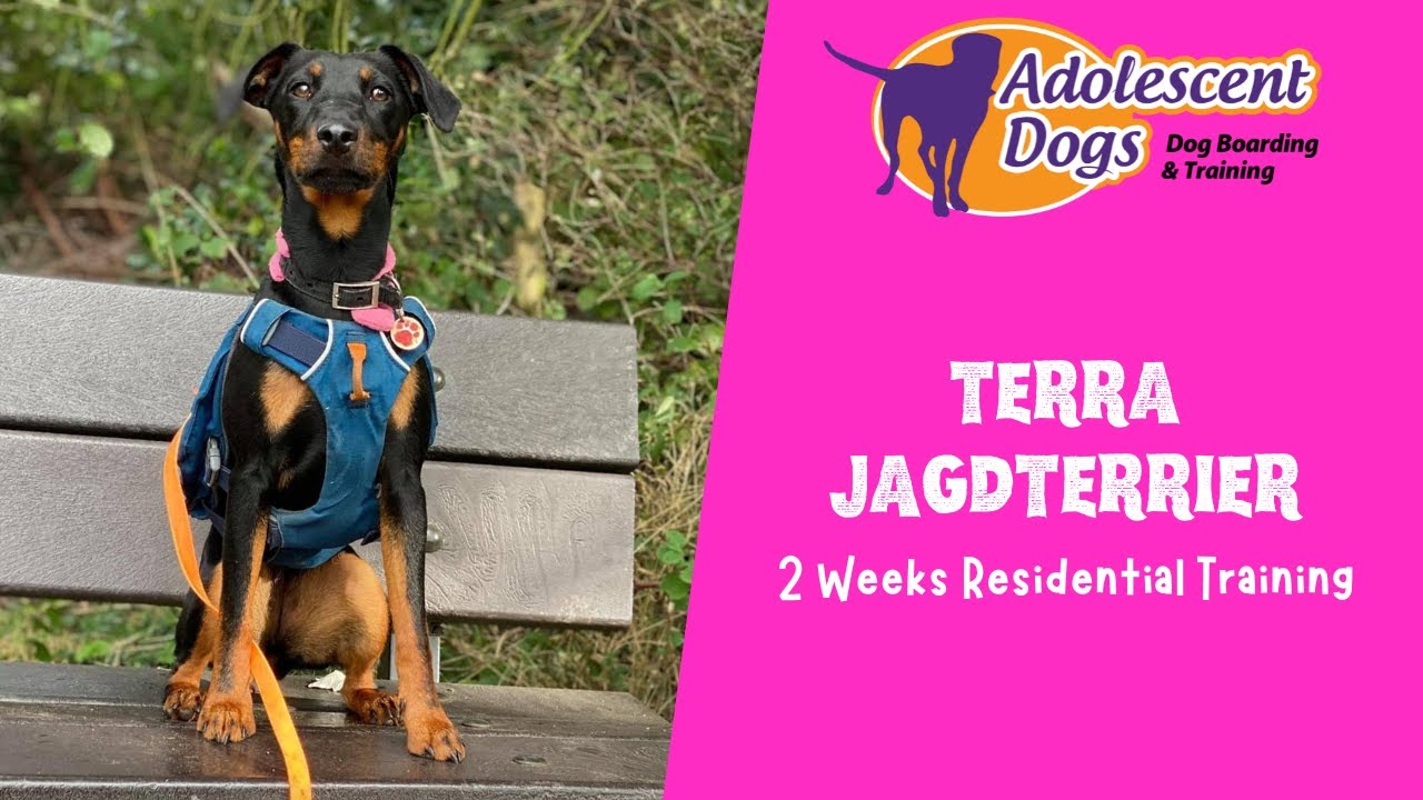 Terra the Jagdterrier - 2 Weeks Residential Dog Training