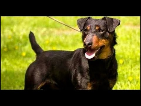 Terrier alemán (Jagd Terrier) - Raza de Perro