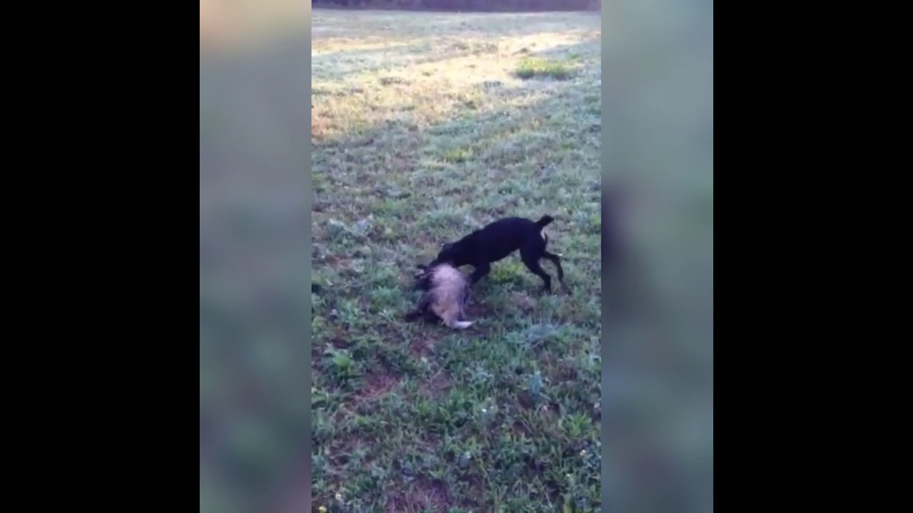 Terrier vs Badger  - best fight