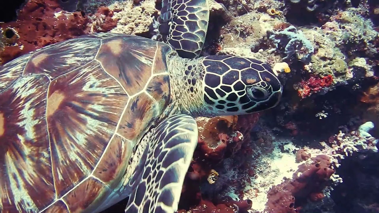 Tertile under the sea. It's beautiful view