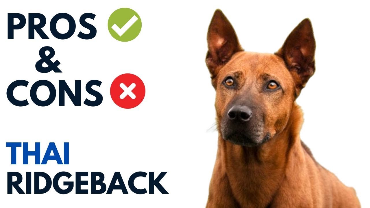 Thai Ridgeback Pros and Cons | ไทยหลังอาน Thai Lang-An  Dog Advantages and Disadvantages