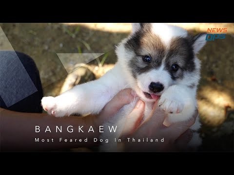 Thailand's Bangkaew Dog - by NewsOps