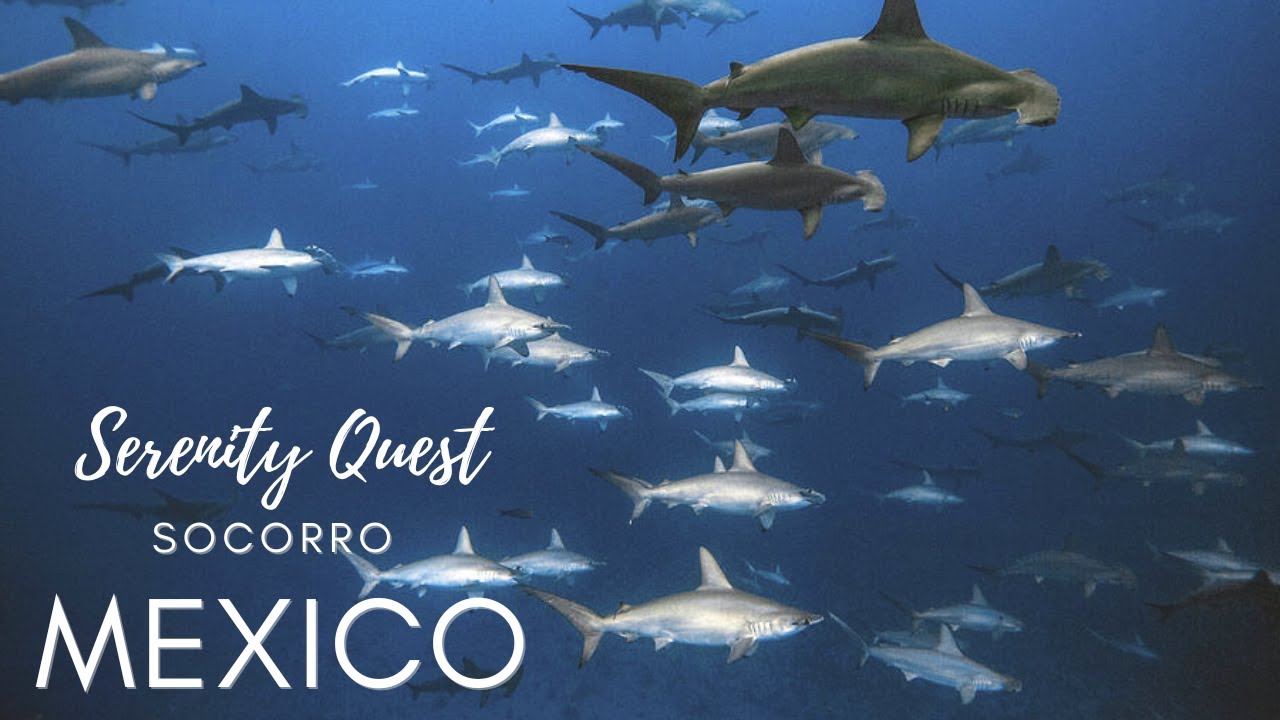 THE  PELAGIC KINGDOM OF SOCORRO︱ REVILLEGIGEDO ISLANDS︱MEXICO ︱BEST EAST PACIFIC DIVING︱4K VIDEO