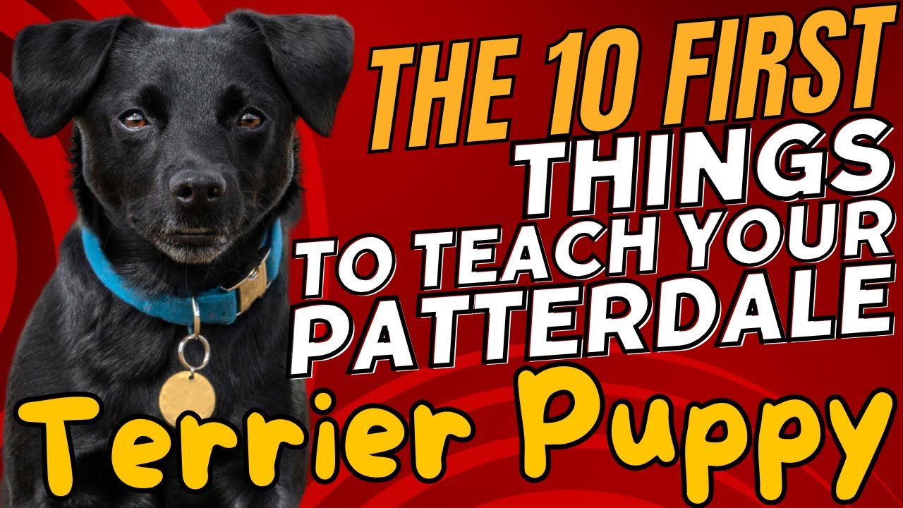 The 10 First Things to Teach Your Patterdale Terrier Puppy 🐾📚