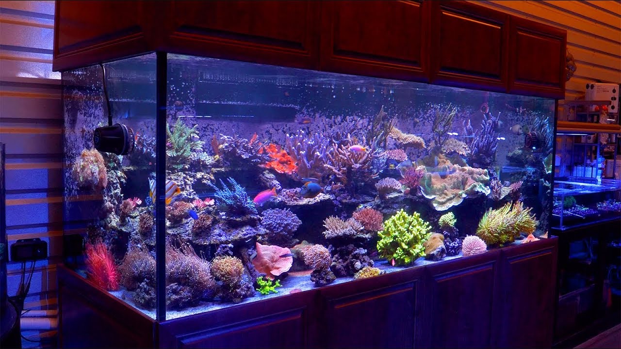 The 500 Gallon Reef Aquarium of Cris Capp @ AquaticArt Inc.