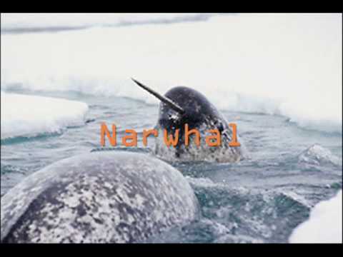 the alphabet with animals
