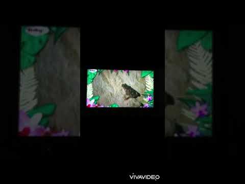 The Amazing World: Frogs In The Swamp