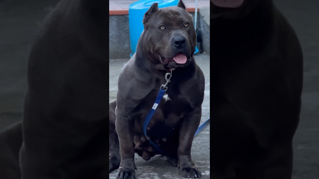 The American Bully She-Male | Levante