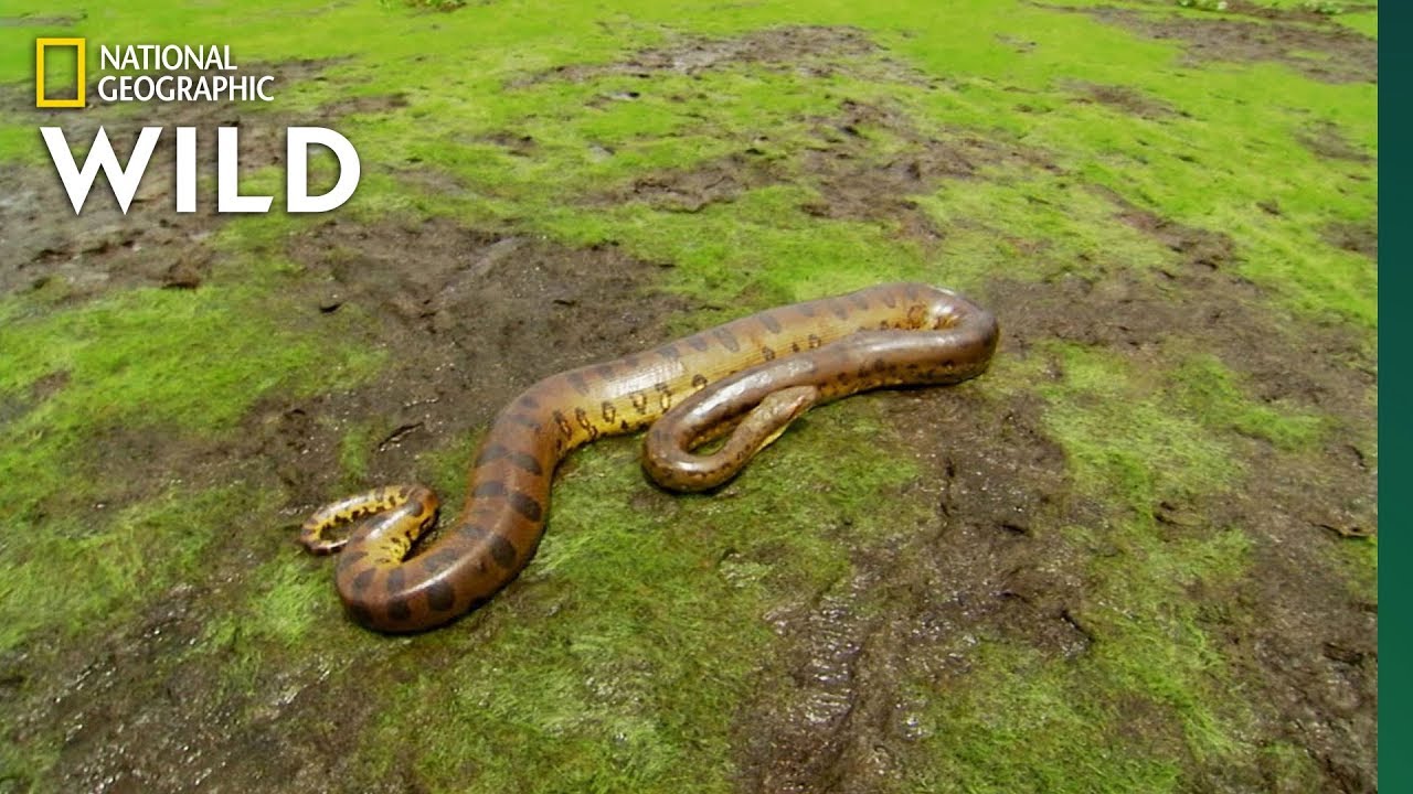 The Anaconda is a Heavyweight of Snakes | Nat Geo Wild