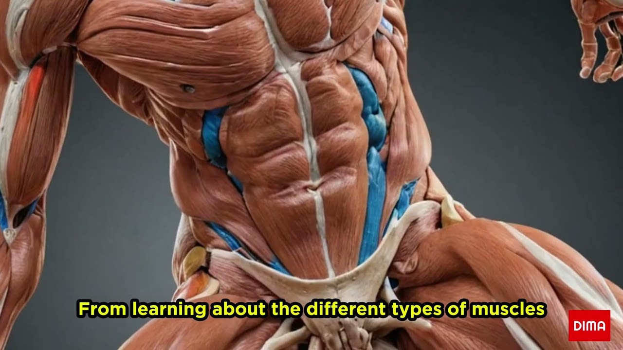 The anatomy of Human Muscloskeletal System