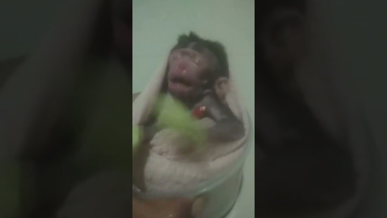 The baby monkey that ate pepper without permission #monkey #babymonkeycr #funny #babymonky #animals