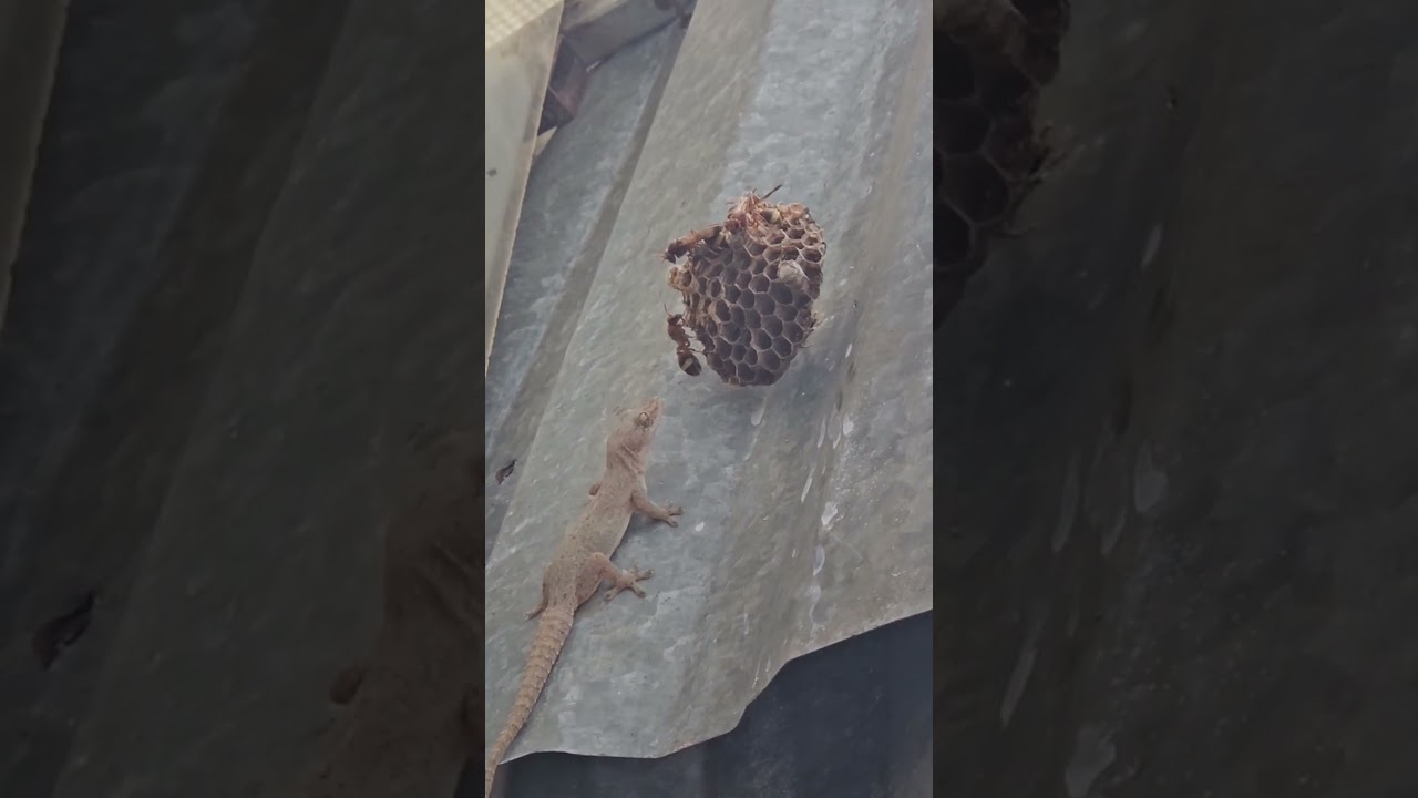 The bee pretended to be dead before the lizard's attack #shorts