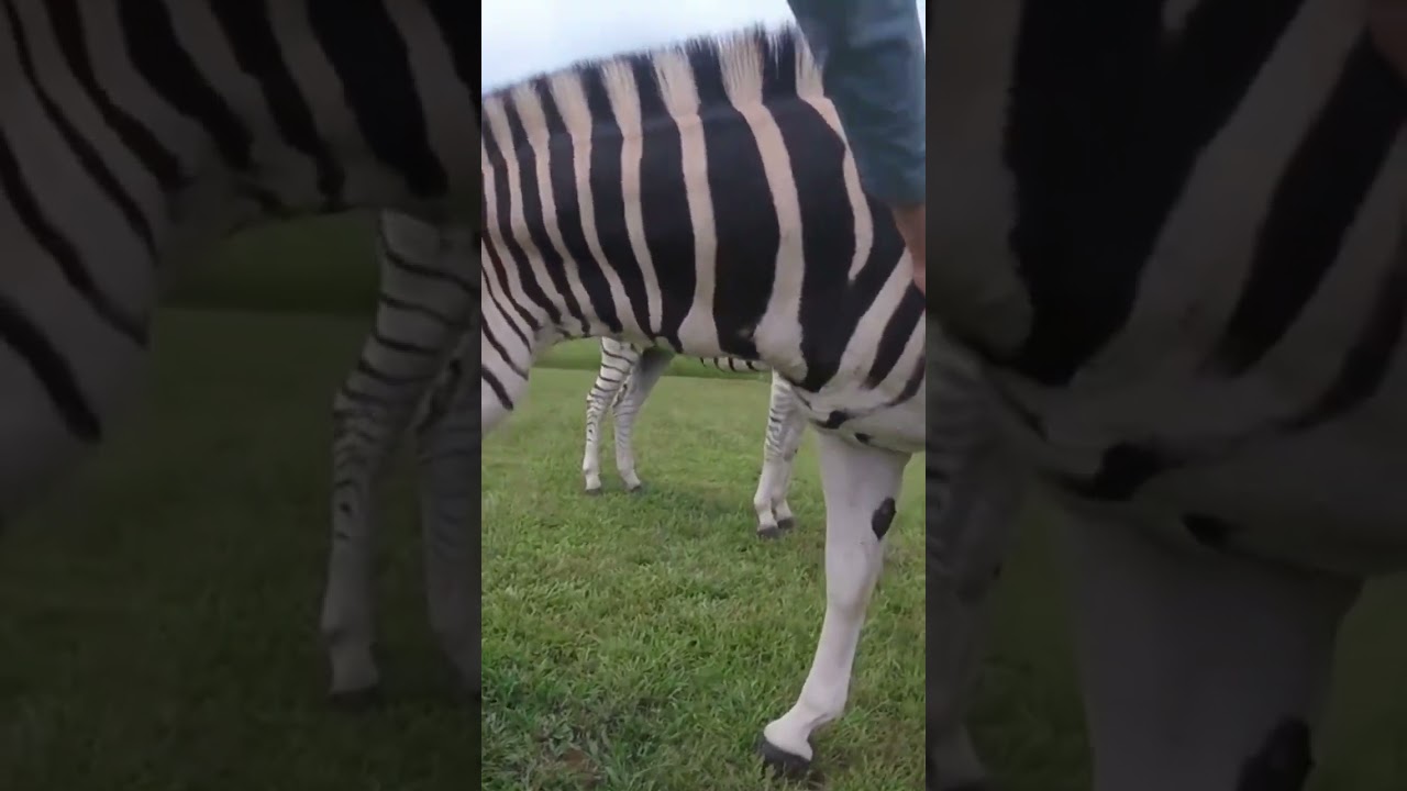 The belly of a #zebra