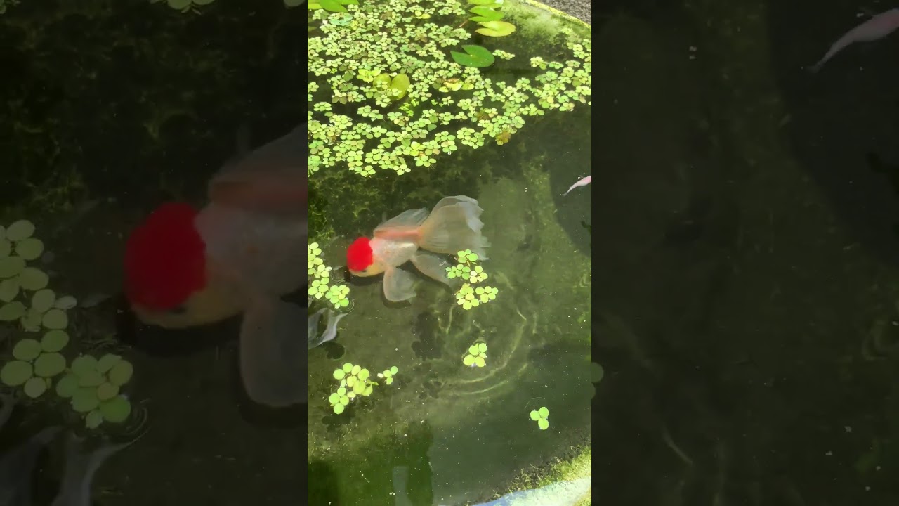 The best breeding environment for Red-capped Oranda goldfish#koi #goldfish #fish #america #koi
