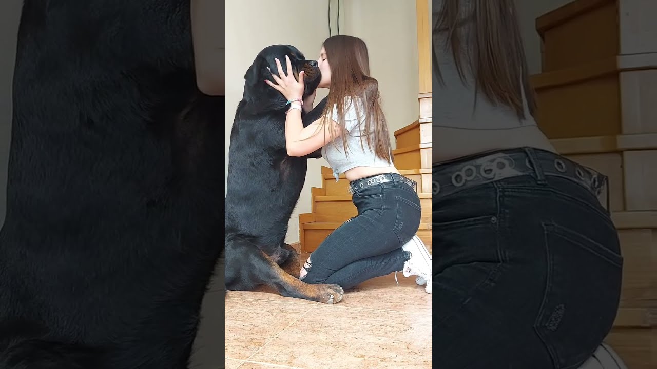 The best couple  So much love❤️ #Shorts #rottweiler #dogs