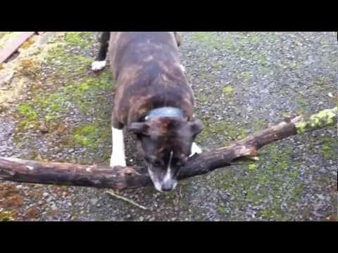 The BEST EVER STAFFI and the STICK footage This will make you LAUGH !!!