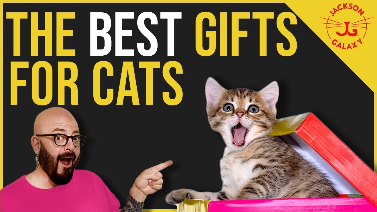 The BEST Gifts for Cats