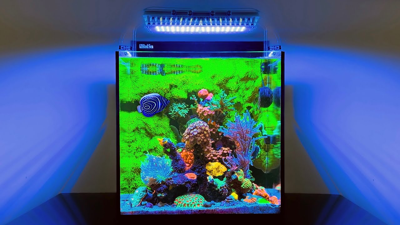 The BEST Nano Reef Tank I've Seen: 20 Gallon Aquarium