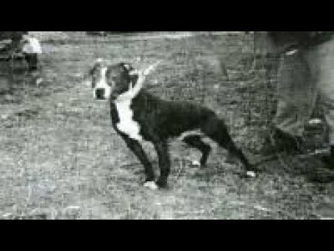 The Best Of The Eli Bolio Carver Gamedogs