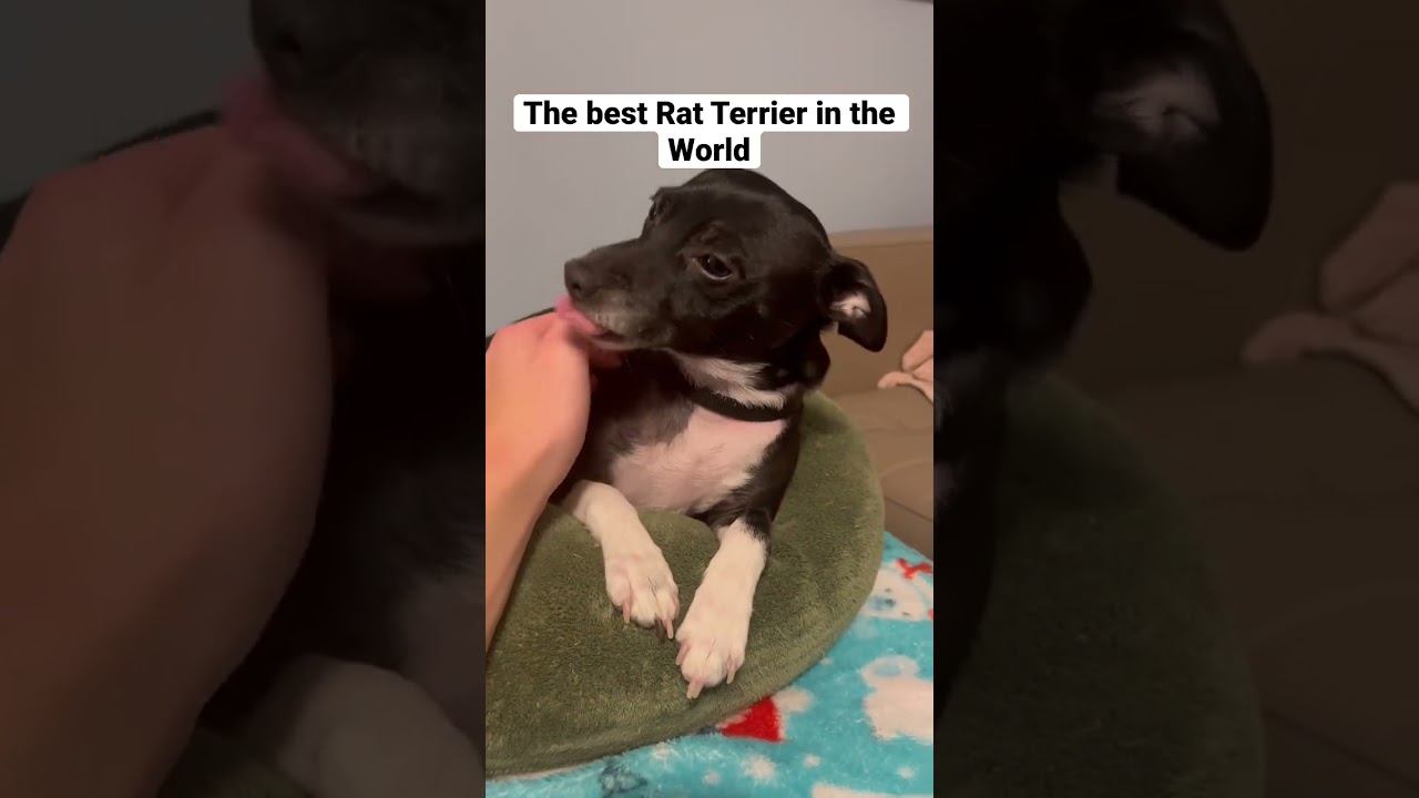 The Best Rat Terrier Ever #shorts #ratterrier #dog