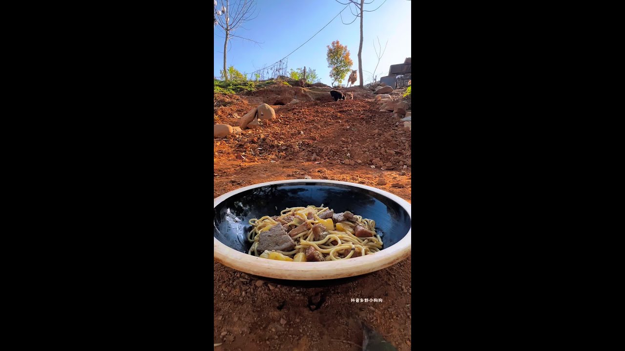 The big sage dog eats the dog's meal Chinese pastoral dog Cute pet debut plan Dog