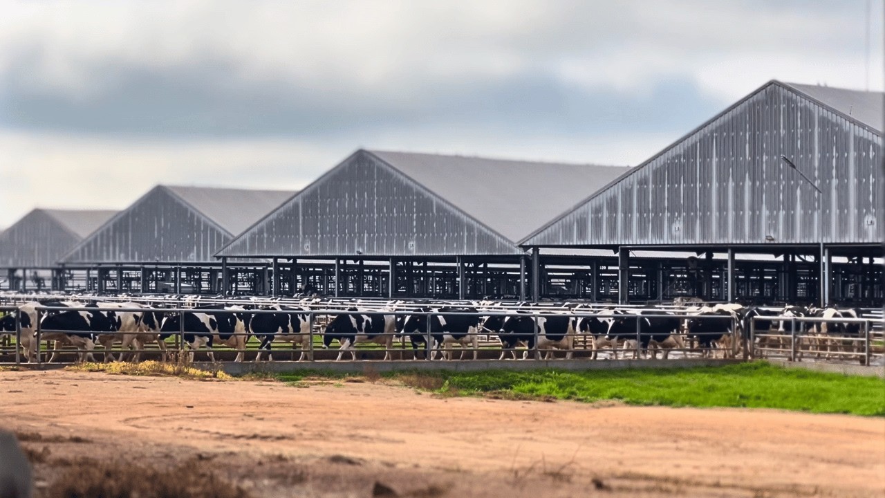 THE BIGGEST DAIRY FARM IN SOUTH AMERICA