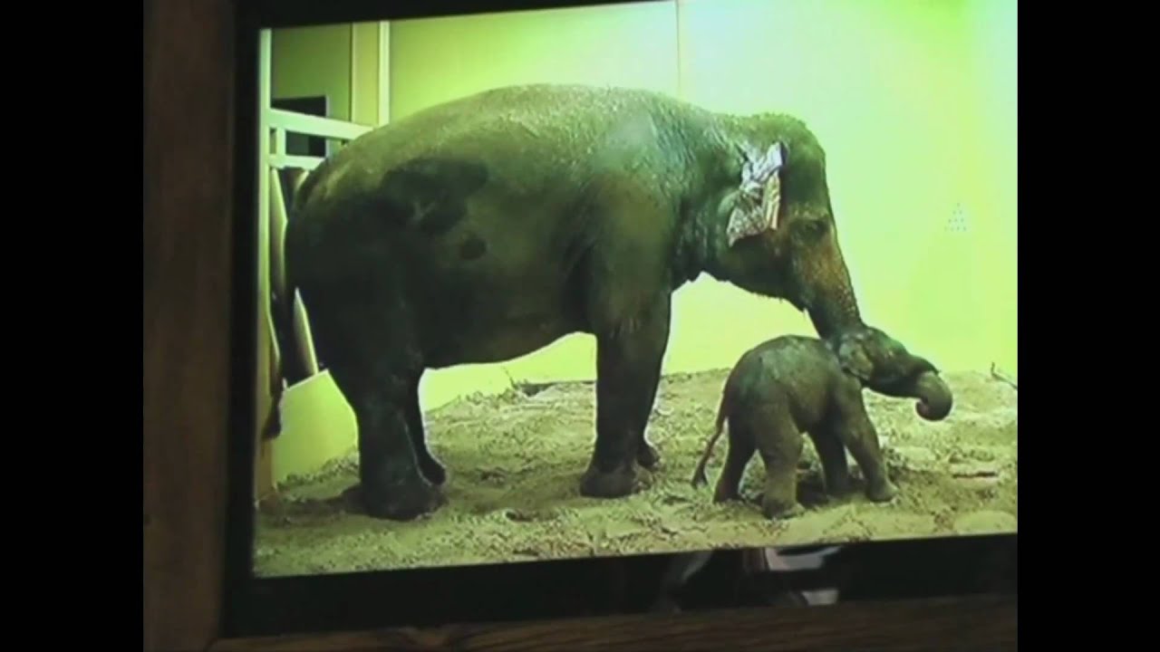 The Birth of a cute little Elephant Baby