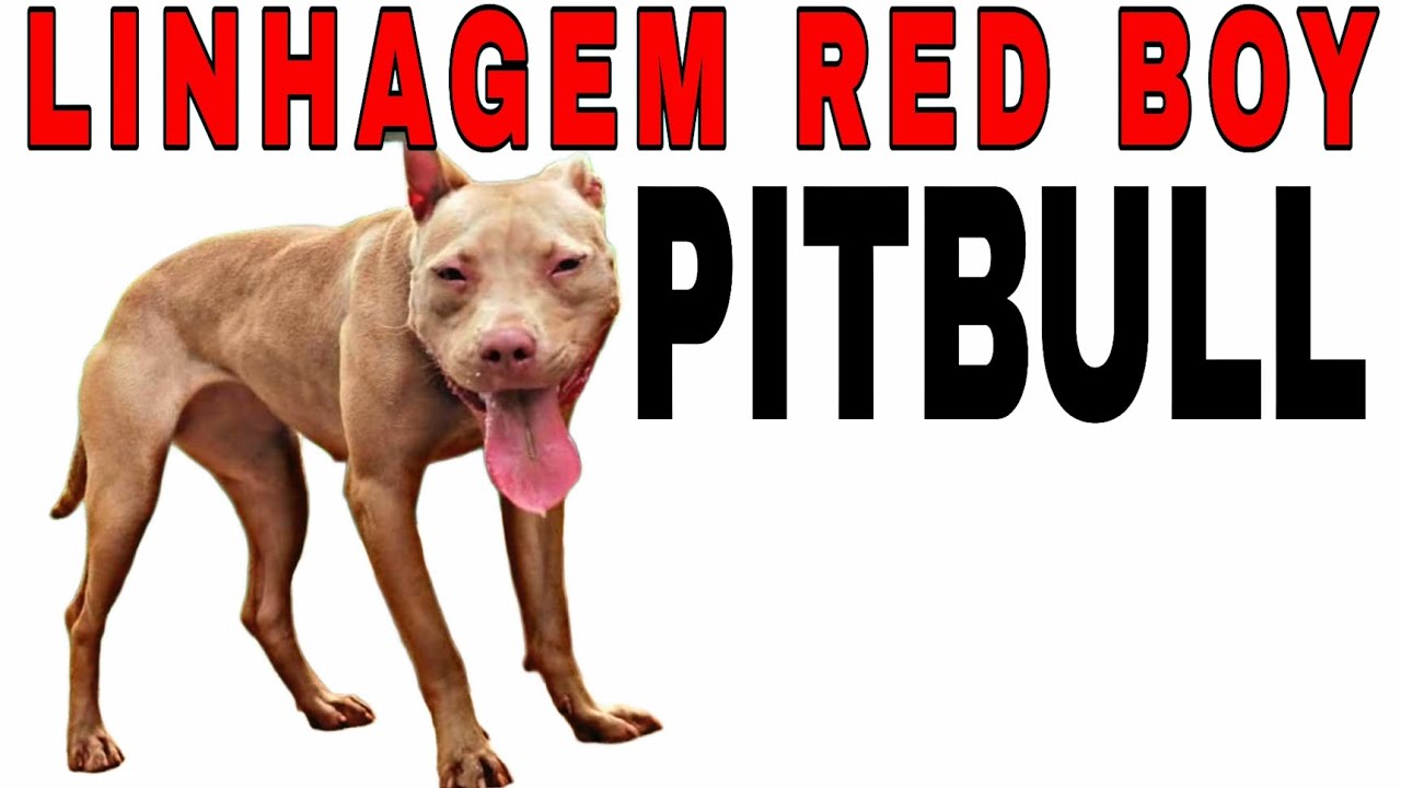 The Bloodline Story - Red Boy - Bloodline of APBT #pitbull #apbt #gamedogs