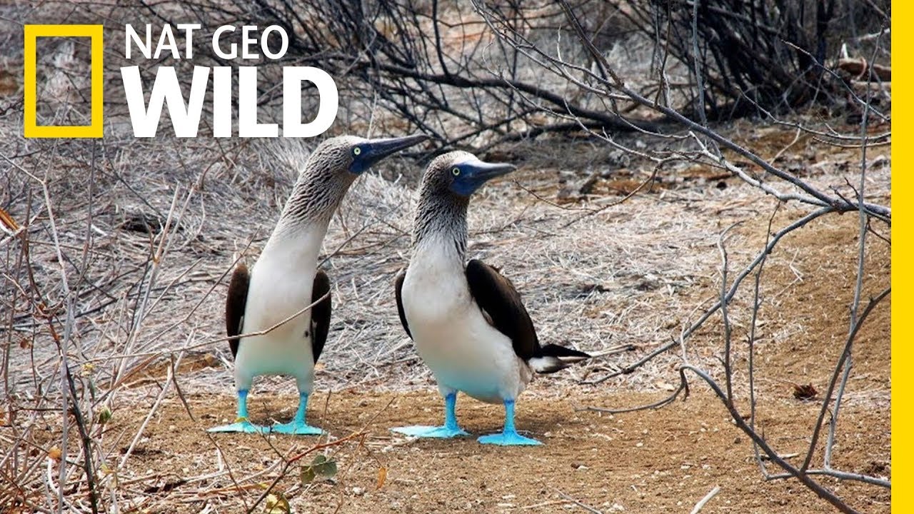 The Blue Footed Boobies Mating Dance | Wild Love