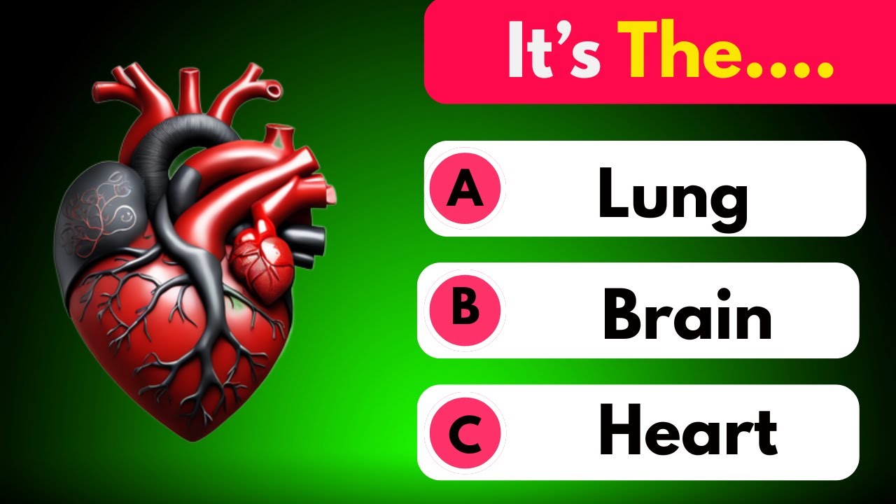 The body’s organs | Explore the Human Body | A Guide to Vital Organs and Their Functions