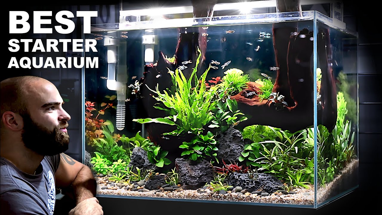 The Budget Aquarium Setup You Cannot Miss!